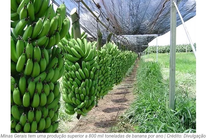 Norte de Minas enfrenta gargalos logísticos para exportar banana
